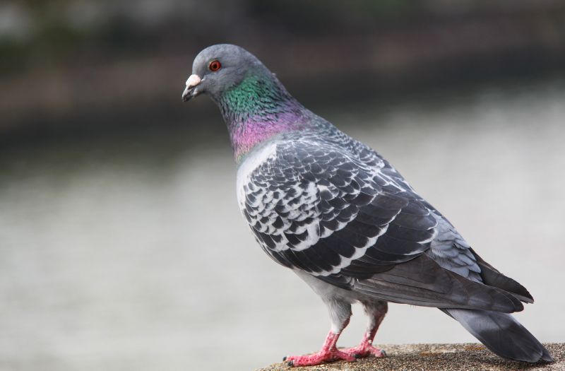Comment faire fuir les pigeons avec des recettes de grand-mère ?